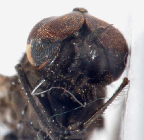 Réf. 303 188 : Ptiolina obscura